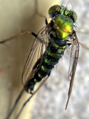 Condylostylus graenicheri