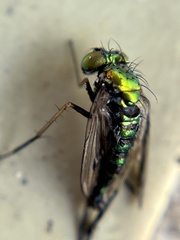 Condylostylus graenicheri