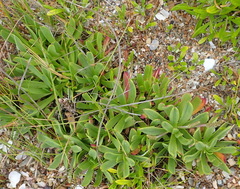 Plantago carnosa