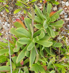 Plantago carnosa