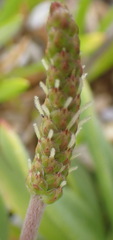 Plantago carnosa