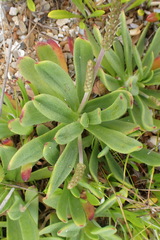 Plantago carnosa