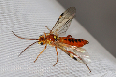 Tenthredopsis nassata