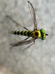 Condylostylus graenicheri