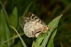 Parnassius clodius altaurus