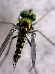 Condylostylus graenicheri