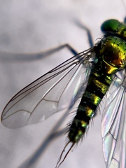 Condylostylus graenicheri