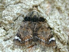 Catocala minuta