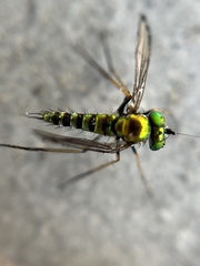 Condylostylus graenicheri