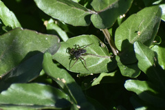 Zoicinae