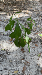 Psychotria nervosa