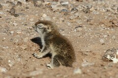 Xerospermophilus tereticaudus
