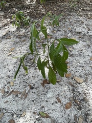 Psychotria nervosa