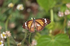 Danaus affinis fulgurata