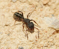 Rhytidoponera tasmaniensis