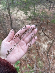 Oxydendrum arboreum