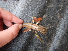 Procambarus simulans