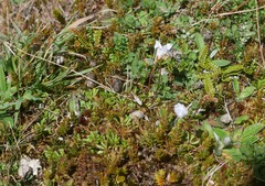 Wahlenbergia pygmaea pygmaea