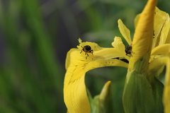 Mononychus punctumalbum