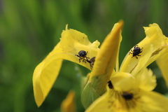 Mononychus punctumalbum