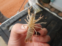 Procambarus simulans