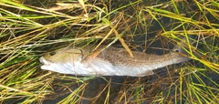 Sciaenops ocellatus