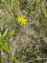Brachyglottis bellidioides