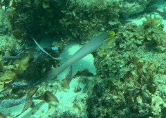 Valenciennea strigata