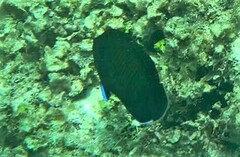 Centropyge multispinis