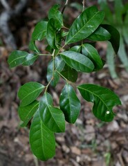 Glycosmis trifoliata