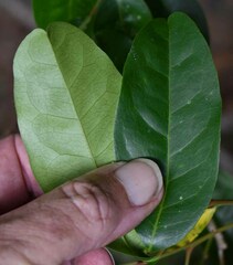 Glycosmis trifoliata