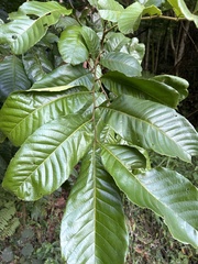 Cupania americana