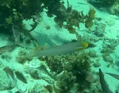 Valenciennea strigata