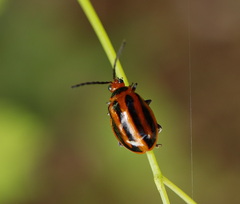 Oides seminigra
