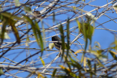 Polioptila