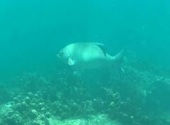 Kyphosus cinerascens