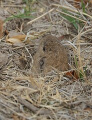 Cratogeomys castanops