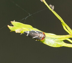 Eurymeloides bicincta