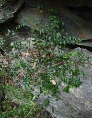 Ventilago ecorollata