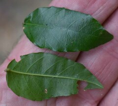 Ventilago ecorollata
