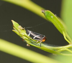 Eurymeloides bicincta