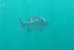 Kyphosus cinerascens