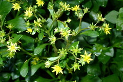 Aichryson pachycaulon subsp. immaculatum image