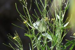 Pieris rapae rapae