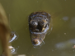 Caiman crocodilus fuscus