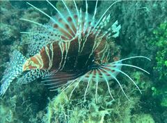 Pterois mombasae