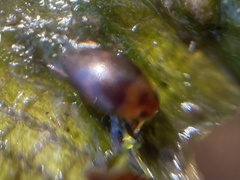 Suphisellus puncticollis