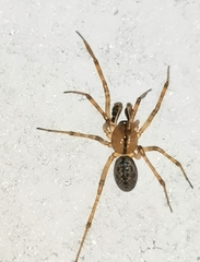 Stemonyphantes lineatus