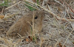 Cratogeomys castanops