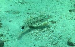 Parapercis hexophtalma